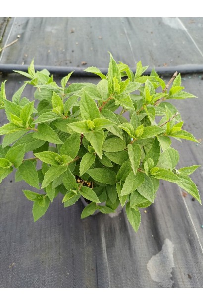 Гортензія мітловидна Touch of Pink яскраво-зелене листя